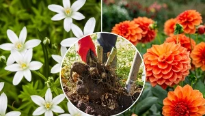 Podpowiadamy, jakie rośliny cebulowe i kłącza trzeba wykopać we wrześniu.