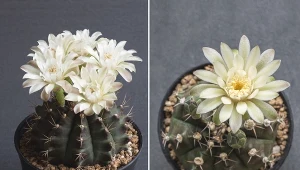 Gymnocalycium mihanovichii to atrakcyjny kaktus o pięknych kwiatach. Wspaniale urozmaici wystrój nowoczesnego wnętrza.