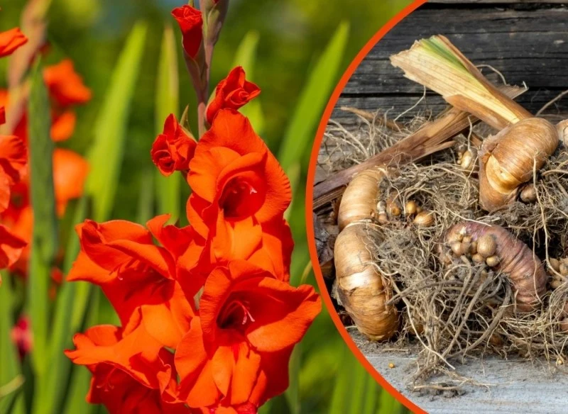 Mieczyki należy wykopywać jesienią