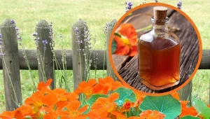 Ocet z nasturcji może pomóc na wiele dolegliwości zdrowotnych.