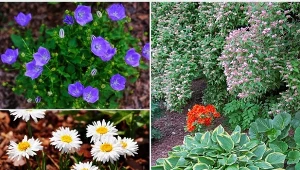 Część bylin uprawianych w ogrodzie odznacza się wysoką odpornością na mróz.