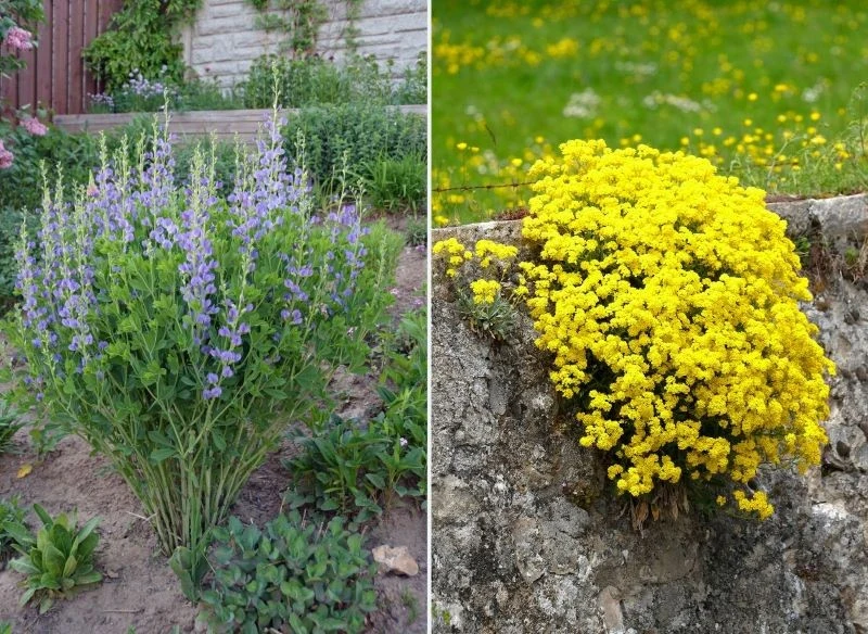 Baptysja błękitna i smagliczka skalna nie wymagają wykopywania na zimę