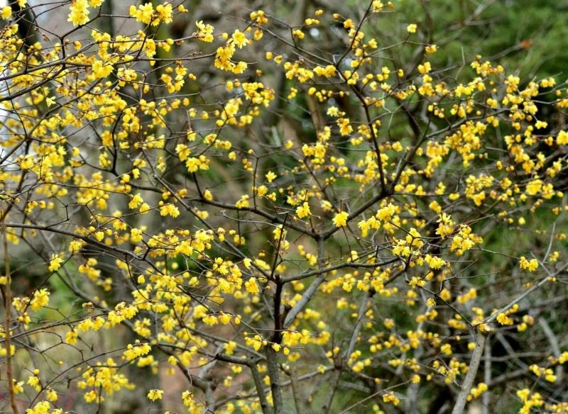Zimokwiat z daleka przypomina forsycję