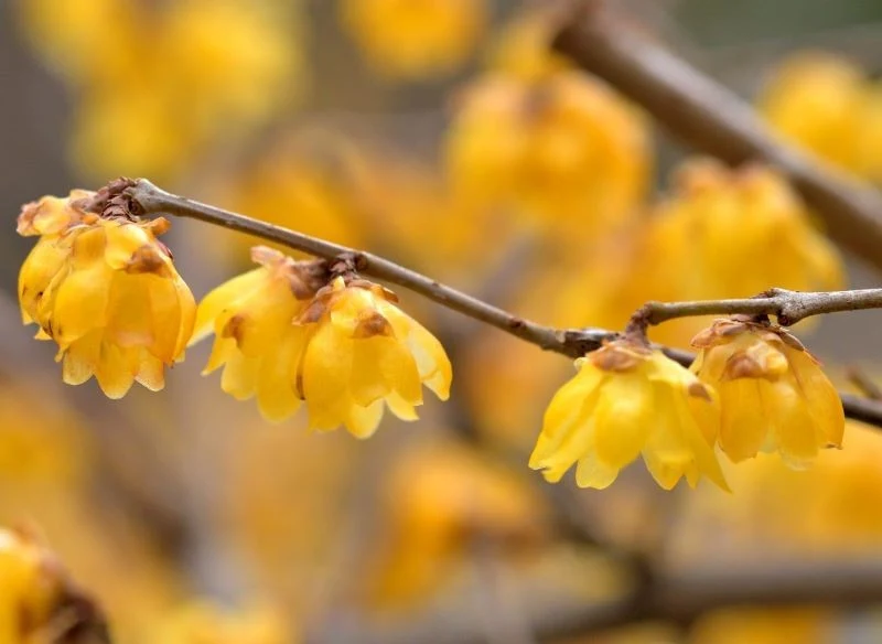 Kwiaty zimokwiatu mają odurzający, nieco słodkawy zapach