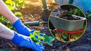 Podpowiadamy, jak sadzić truskawki jesienią, aby uzyskać zdrowe i duże zbiory.