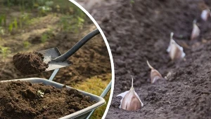 Przygotuj ziemię do sadzenia czosnku, a główki urosną duże i zdrowe.