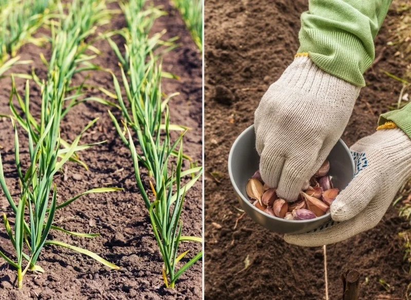 Podpowiadamy, jak sadzić czosnek jesienią, aby mieć duże i zdrowe plony