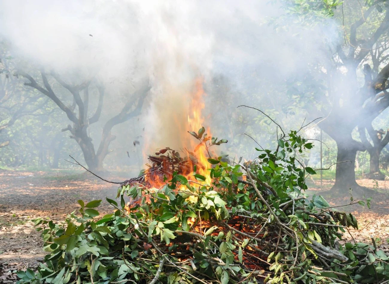 Palenie liści i gałęzi kiedyś w było standardem
