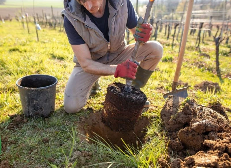 Drzewa najlepiej sadzić w ogrodzie wiosną lub jesienią