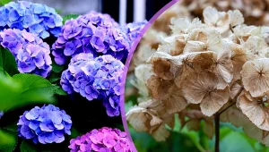 Usychającą hortensję można jeszcze uratować.