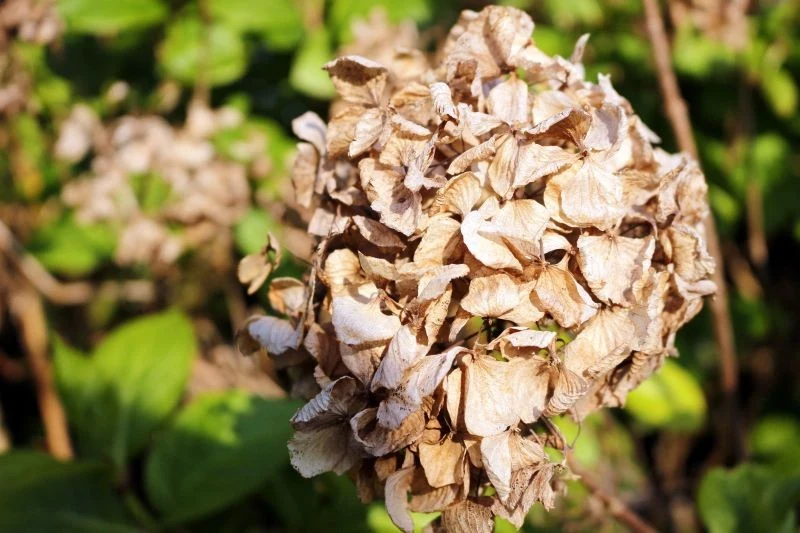 Częstą przyczyną usychania hortensji jest niewłaściwe podlewanie