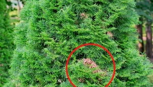 Wyjaśniamy, dlaczego tuje brązowieją na jesień.