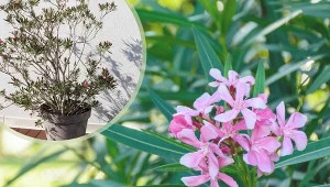 Kiedy oleandra trzeba zabrać z ogrodu? Kwiat daje charakterystyczne znaki.