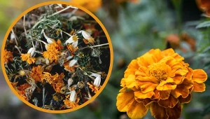 Aksamitki są nie tylko piękne, mają również wiele cennych właściwości.