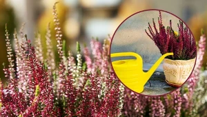 Aby wrzosy pięknie kwitły aż do pierwszych przymrozków, przestrzegaj ważnej zasady.