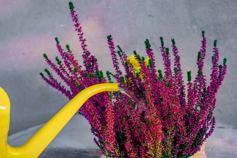 Wrzosy należy podlewać regularnie, ale małymi porcjami wody