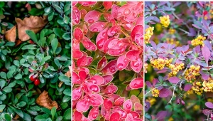 Berberys Thunberga – ognisty krzew w ogrodzie. Sadzenie, cięcie i pielęgnacja