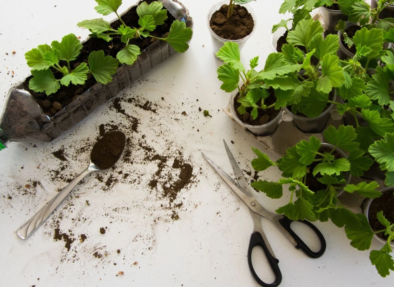Do ukorzeniania pelargonii można wykorzystać plastikową butelkę po wodzie mineralnej