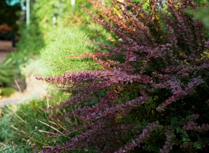 Berberys Thunberga daje nieskończone możliwości aranżacyjne