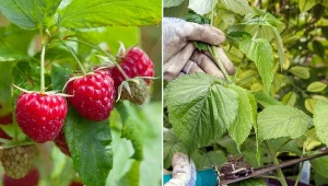 Jak ciąć jesienią maliny letnie, a jak maliny jesienne? Sprawdź.