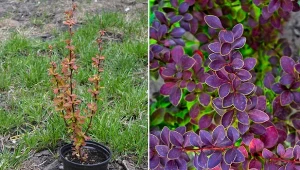 Jego kolorowe liście wprawiają w zachwyt. Kiedy i jak sadzić berberysy?