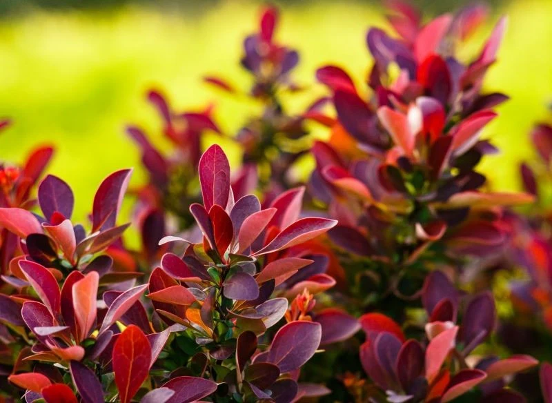 Berberys Thunberga 'Fireball' charakteryzuje się jaskrawo zabarwionymi liśćmi w ognistym odcieniu