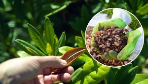 Dlaczego liście rododendronu żółkną i opadają? Poznaj najczęstsze przyczyny.