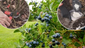 Jak pielęgnować borówkę amerykańską po zbiorach? Krzaki wymagają szczególnej troski