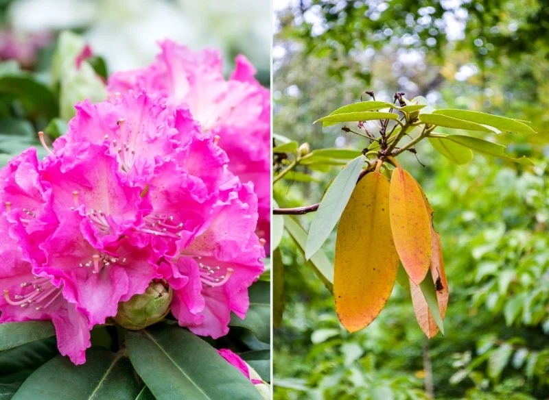 Głównym powodem żółknięcia i opadania liści rododendronów jest niewłaściwa pielęgnacja roślin