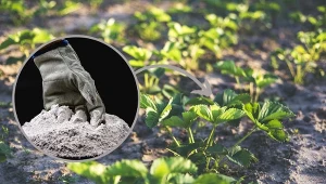 Jesienią truskawki potrzebują szczególnej uwagi - odchwaszczanie i nawożenie to podstawa. For.123RF/Piscel