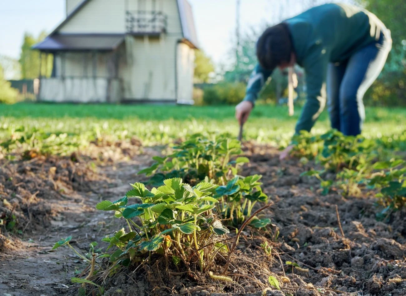 Kolejny ważny jesienny zabieg to odchwaszczanie truskawek