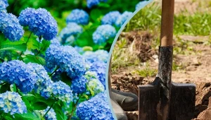 Posadź hortensję w takiej ziemi, a będzie dobrze rosła i pięknie kwitła.