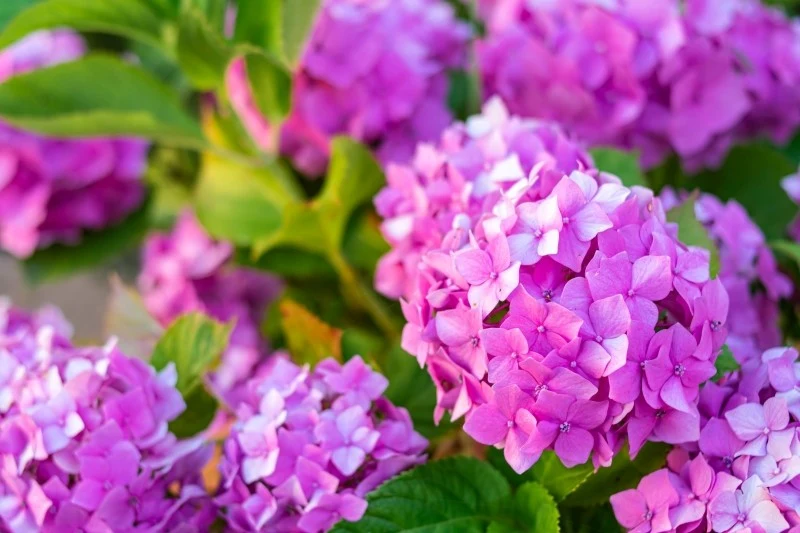 Ziemia pod uprawę hortensji powinna być żyzna, przepuszczalna, o odczynie kwaśnym