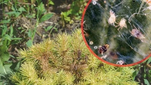 Przędziorek nie jest mile widzianym gościem w żadnym ogrodzie. Pamiętaj, że jego zwalczenie zależy w dużej mierze od tego, jak dokładnie i jak szybko będziesz działać.