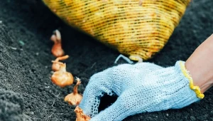 Jak sadzić dymkę na wczesną cebulę? Ogrodnicy zdradzają, co zrobić, by dobrze się przyjęła