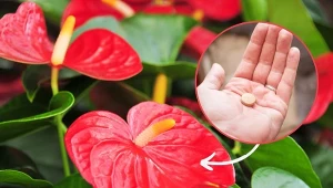 Poznaj niezawodną metodę na pobudzenie anturium do wzrostu i obfitego kwitnienia.