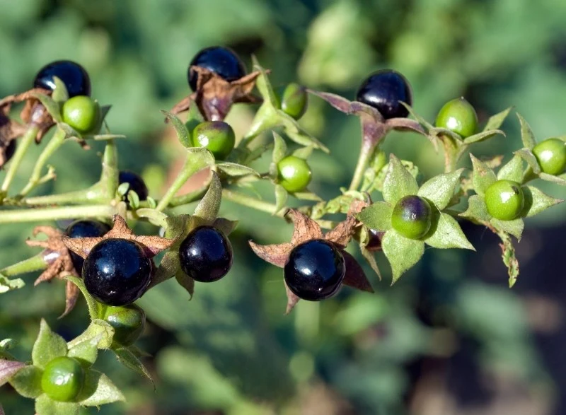 Atropa Belladonna, czyli pokrzyk wilcza jagoda, to jedna z najbardziej niebezpiecznych roślin na świecie