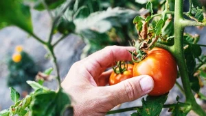 We wrześniu zbieramy wszystkie warzywa ciepłolubne, w tym pomidory.