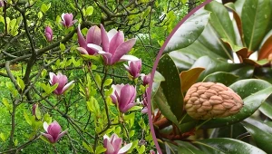 Rozmnażanie magnolii można przeprowadzić na kilka sposobów.