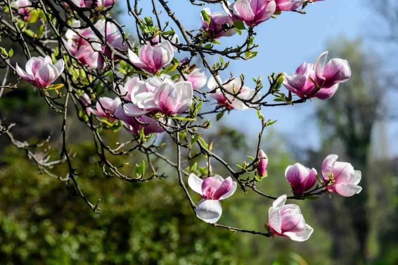 Magnolie najlepiej rosną na stanowiskach słonecznych