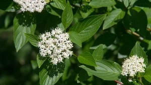 Dereń rozłogowy jest kuzynem derenia białego, do którego jest bardzo podobny.
