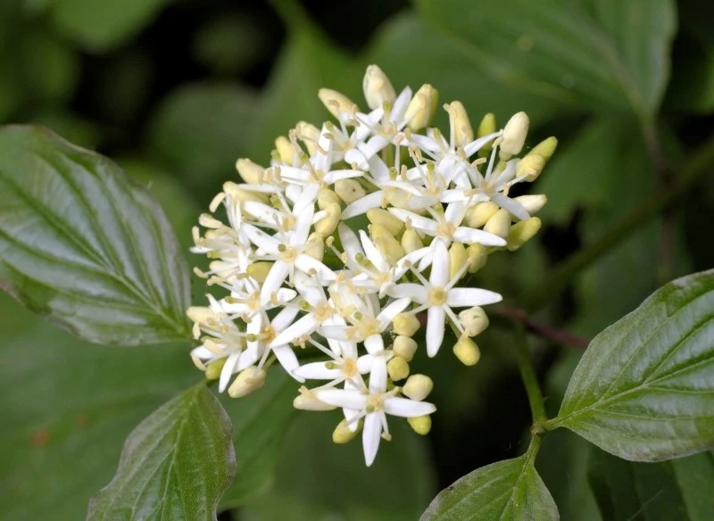 Dereń rozłogowy jest bardzo łatwą w uprawie rośliną