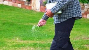 Wapnowanie trawnika możemy wykonać wiosną lub jesienią.