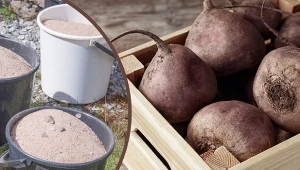 Aby buraki zachowały swoją świeżość jak najdłużej, należy zadbać o ich prawidłowe przechowywanie.