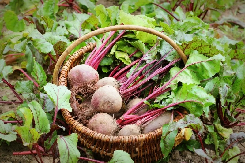 Najlepszym terminem na wykonanie buraków jest jesień