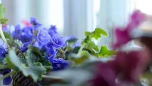 Fiołek afrykański to wyjątkowo łatwa w uprawie roślina doniczkowa.