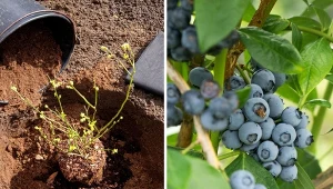 Jesienią borówka amerykańska wymaga szczególnej pielęgnacji. For.123RF/Piscel