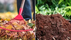 Kompost z liści to bardzo prosty w przygotowaniu nawóz organiczny.