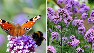 Kwiaty werbeny patagońskiej przyciągają pożyteczne owady.