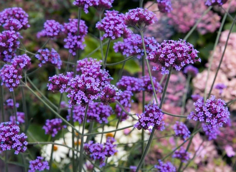 Werbena patagońska może osiągnąć nawet 1,5 m wysokości